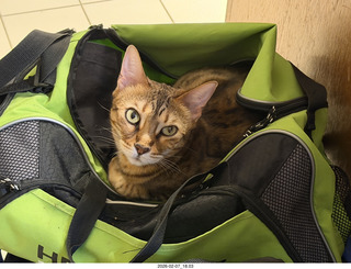 cat Pickle in my green bag