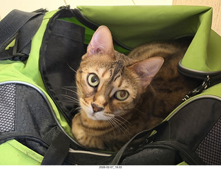 cat Pickle in my green bag