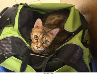 cat Pickle in my green bag