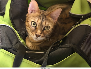 cat Pickle in my green bag