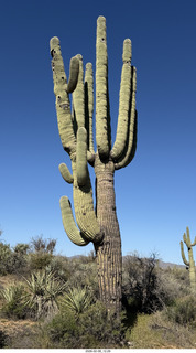 Scottsdale - Granite Mountain Hike - huge saguaro cactus