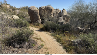 Scottsdale - Granite Mountain Hike - huge saguaro cactus