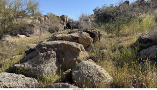Scottsdale - Granite Mountain Hike - crested saguaro cactus