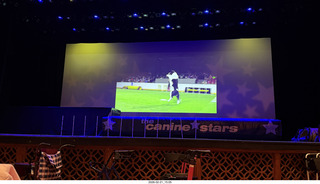 Chandler Arts - Canine Stars Stunt Dog Show