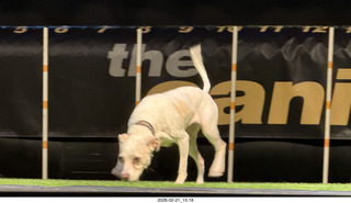 Chandler Arts - Canine Stars Stunt Dog Show