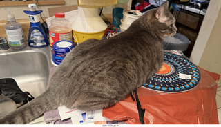 cats Pickle and Potato