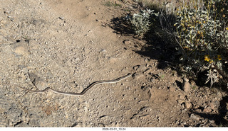 small snake on hiking trail