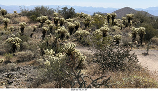 Brown's Ranch hike - glowing Cholla cacti