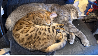 Adam and cat Potato