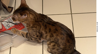 cat Pickle examining the packing strap