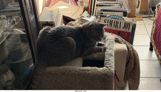 cat Potato