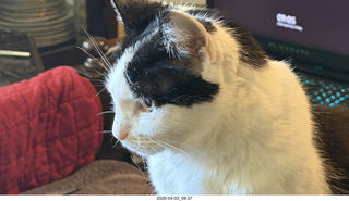 my cat Scruffles