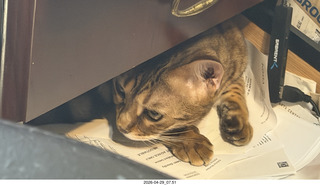 cat Pickle in a desk drawer