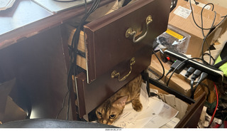 cat Pickle in a desk drawer