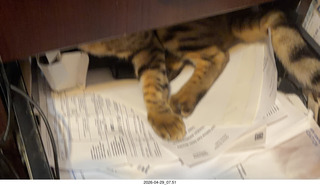 cat Pickle in a desk drawer