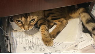 cat Pickle in a desk drawer