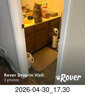 Rover.com - cat Potato