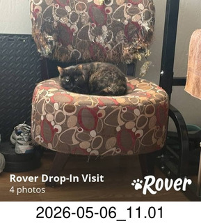 my cat Miss Pris in her safe space