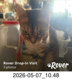 Rover.com - cat Pickle