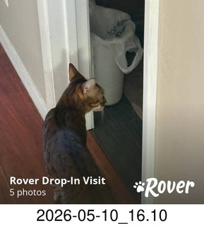 Rover.com - cat Pickle